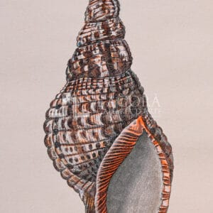 Sea shell on mauscript